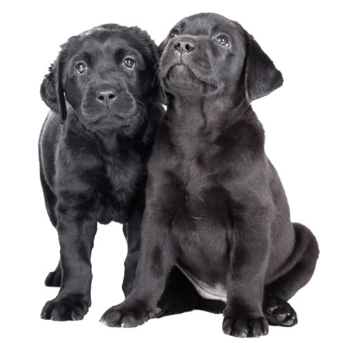 perros