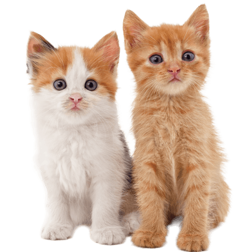 gatitos