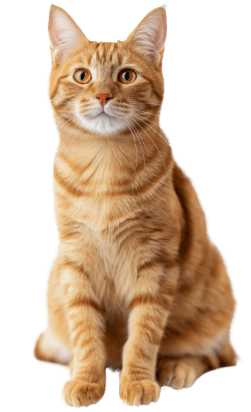 gato