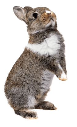 conejo