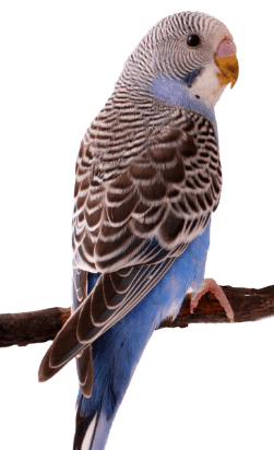 loro